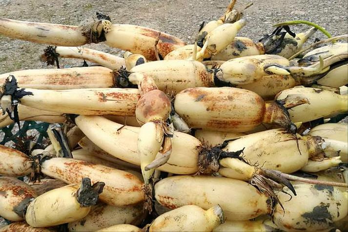 <a href='/index/new/73.html'>守護蓮藕產(chǎn)品冷鏈全程的智慧之選